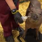 Pigs join search for Sarah Connor