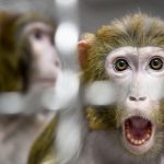 First toilet paper, then coins, then crickets, now…Monkeys?