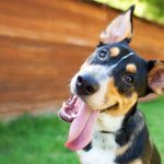 Is that a milkbone in your pocket or you just happy to see me?